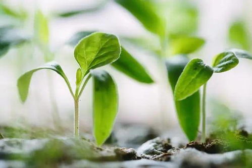 春耕與詩行 蘇軾筆下的春日農(nóng)業(yè)與人生況味