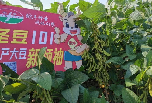 圣豆101創(chuàng)高產(chǎn)紀錄 畝產(chǎn)超300公斤引領(lǐng)農(nóng)業(yè)培育新突破