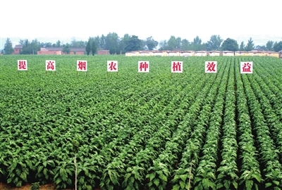 煙草業(yè) 用高質(zhì)量發(fā)展書寫新時(shí)代答卷——農(nóng)業(yè)種植的轉(zhuǎn)型與擔(dān)當(dāng)