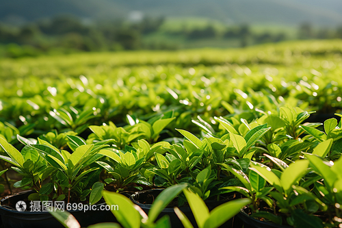 綠色新鮮的茶葉 農(nóng)業(yè)培育的藝術(shù)與科學(xué)