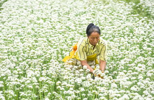 河北武邑 有機(jī)韭菜花助增收 農(nóng)業(yè)種植煥新機(jī)