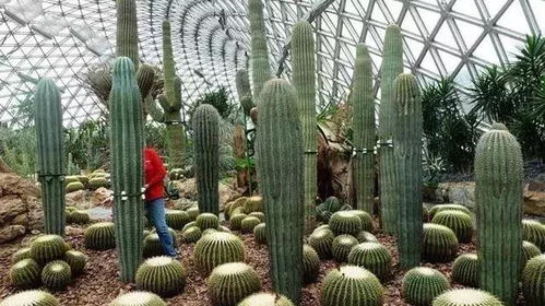 現(xiàn)代農(nóng)業(yè)種植模式與栽培方式 我為何看好哪一種