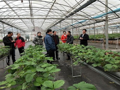 鶴城區(qū)農(nóng)業(yè)農(nóng)村局深入田間開展草莓種植技術(shù)指導(dǎo) 助力農(nóng)業(yè)增效農(nóng)民增收